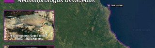 Neolamprologus_olivaceous.jpg