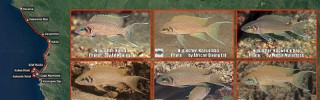 Neolamprologus_pulcher_1.jpg