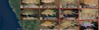 Neolamprologus_pulcher_2.jpg