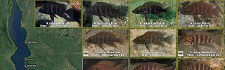 Neolamprologus_savoryi.jpg