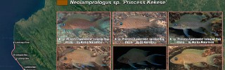 Neolamprologus_sp_Princess_Lyamembe_Kekese.jpg