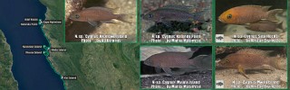 Neolamprologus_sp_cygnus.jpg