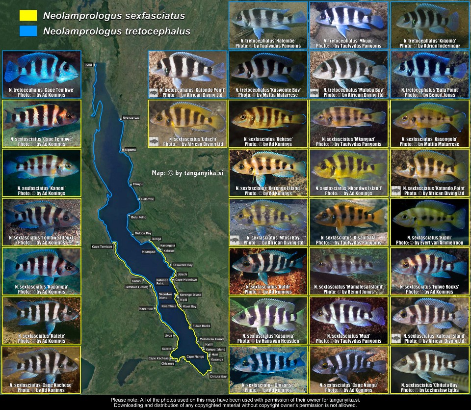 Neolamprologus sexfasciatus &<br>Neolamprologus tretocephalus