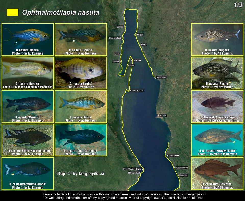 Ophthalmotilapia nasuta (1/3)