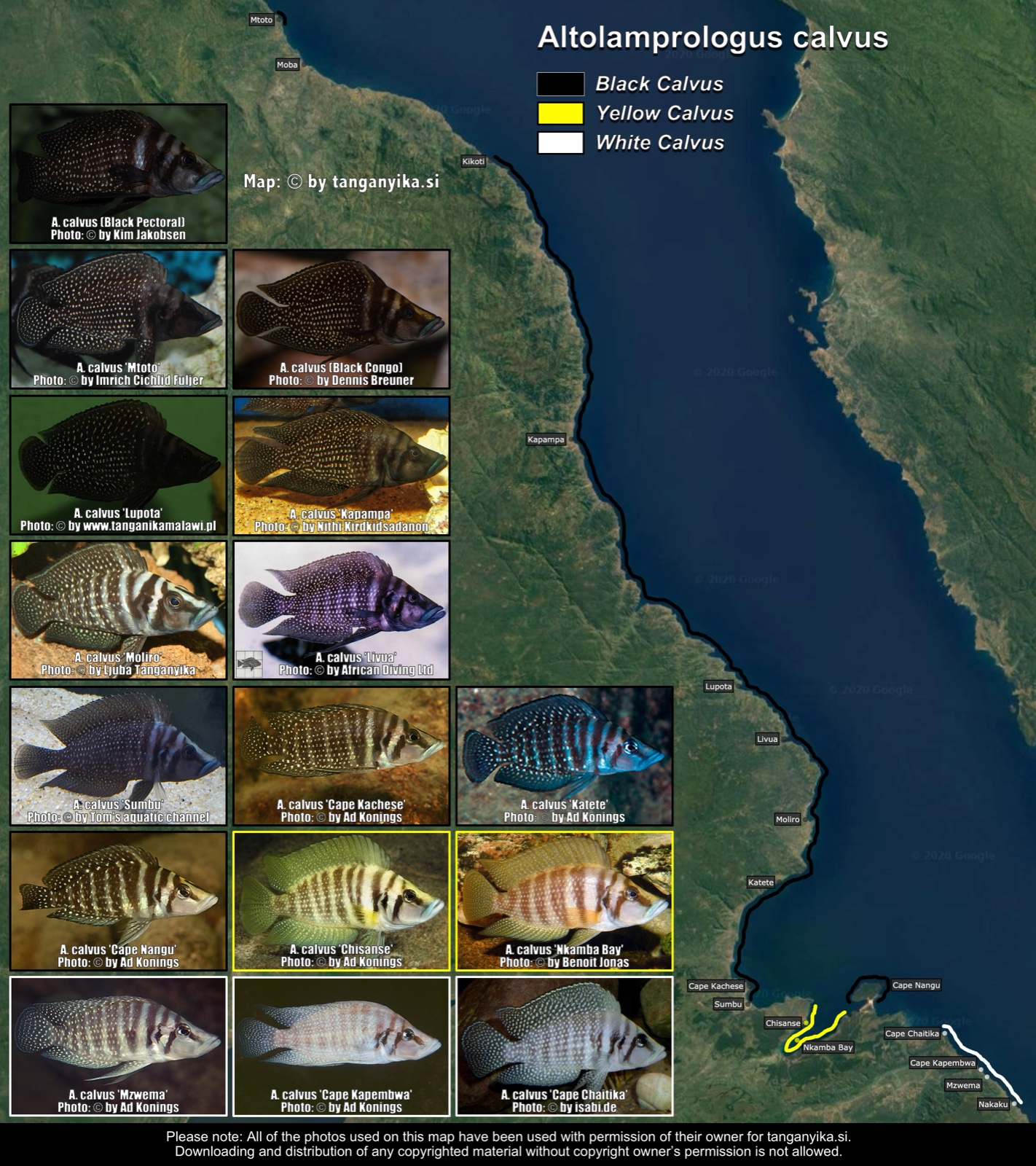 Altolamprologus calvus distribution map