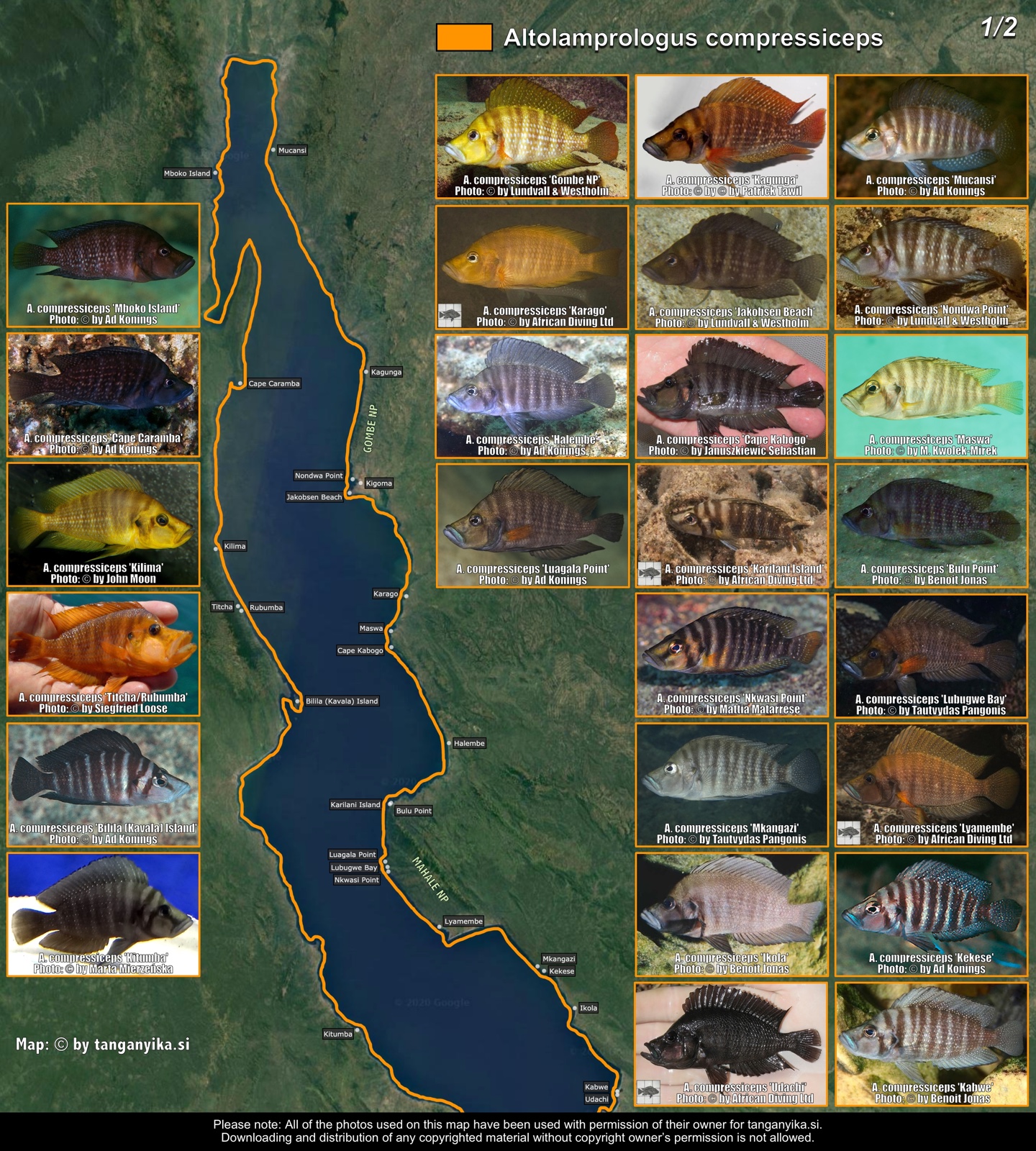 Altolamprologus compressiceps (1/2) distribution map