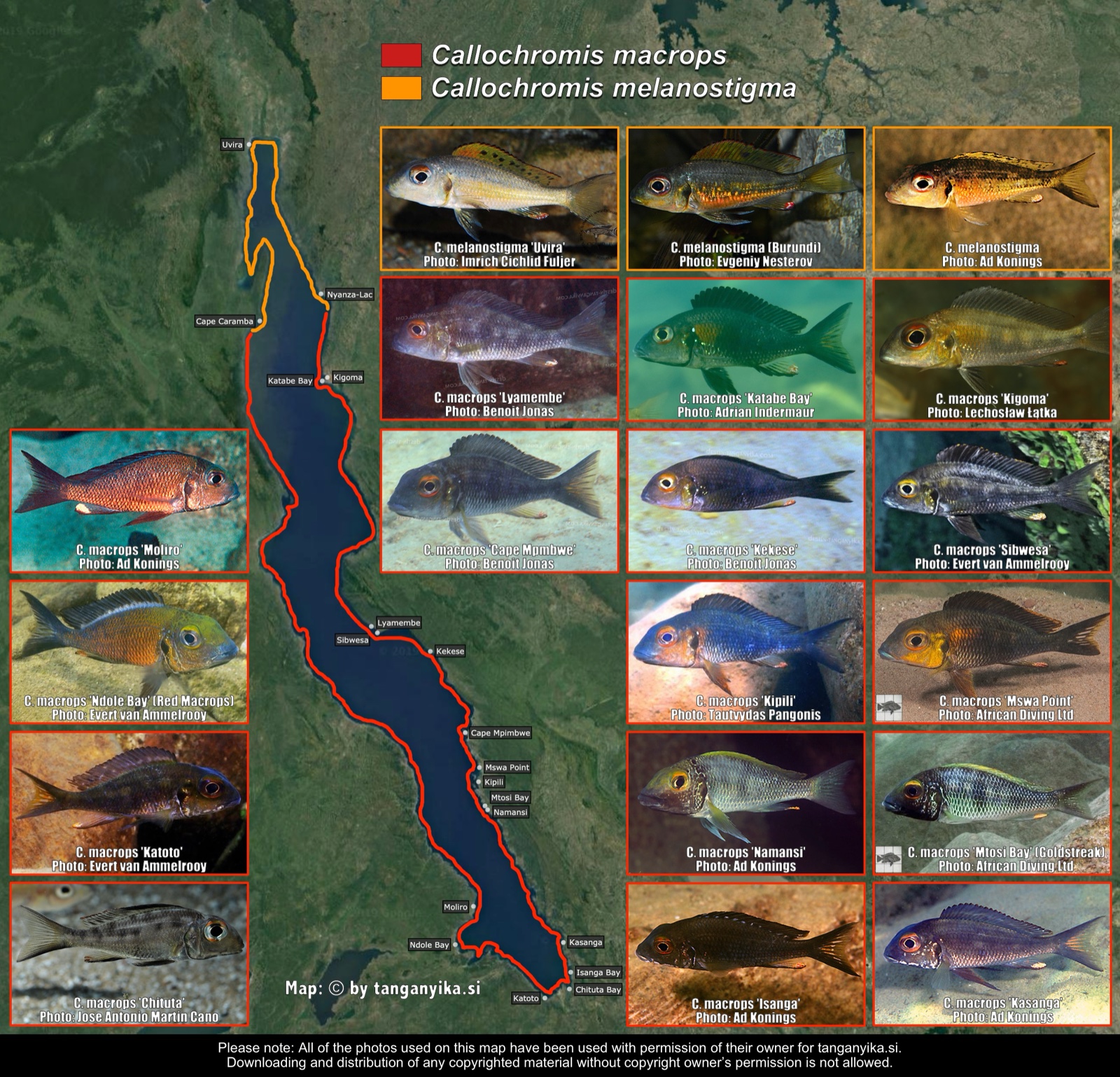 Callochromis macrops & Callochromis melanostigma distribution map