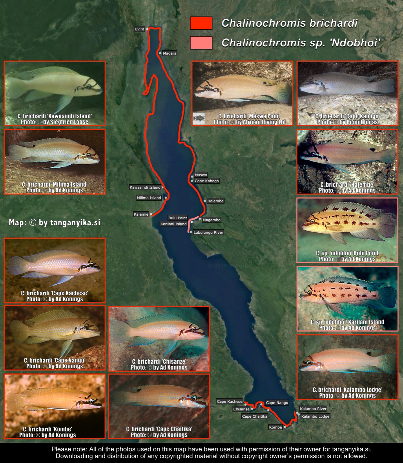 Chalinochromis brichardi & Chalinochromis sp. 'Ndobhoi' distribution map