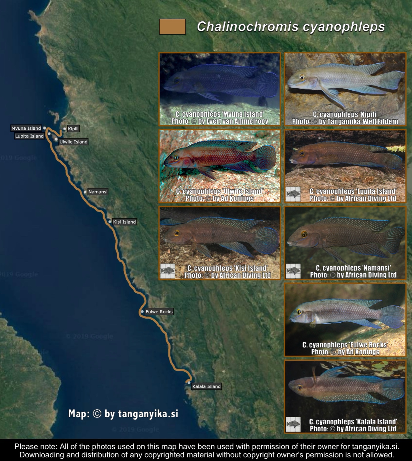 Chalinochromis cyanophleps distribution map