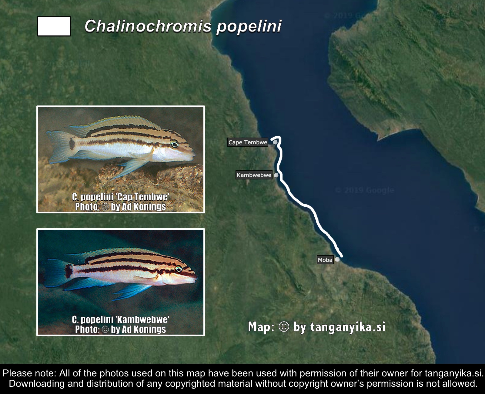 Chalinochromis popelini distribution map