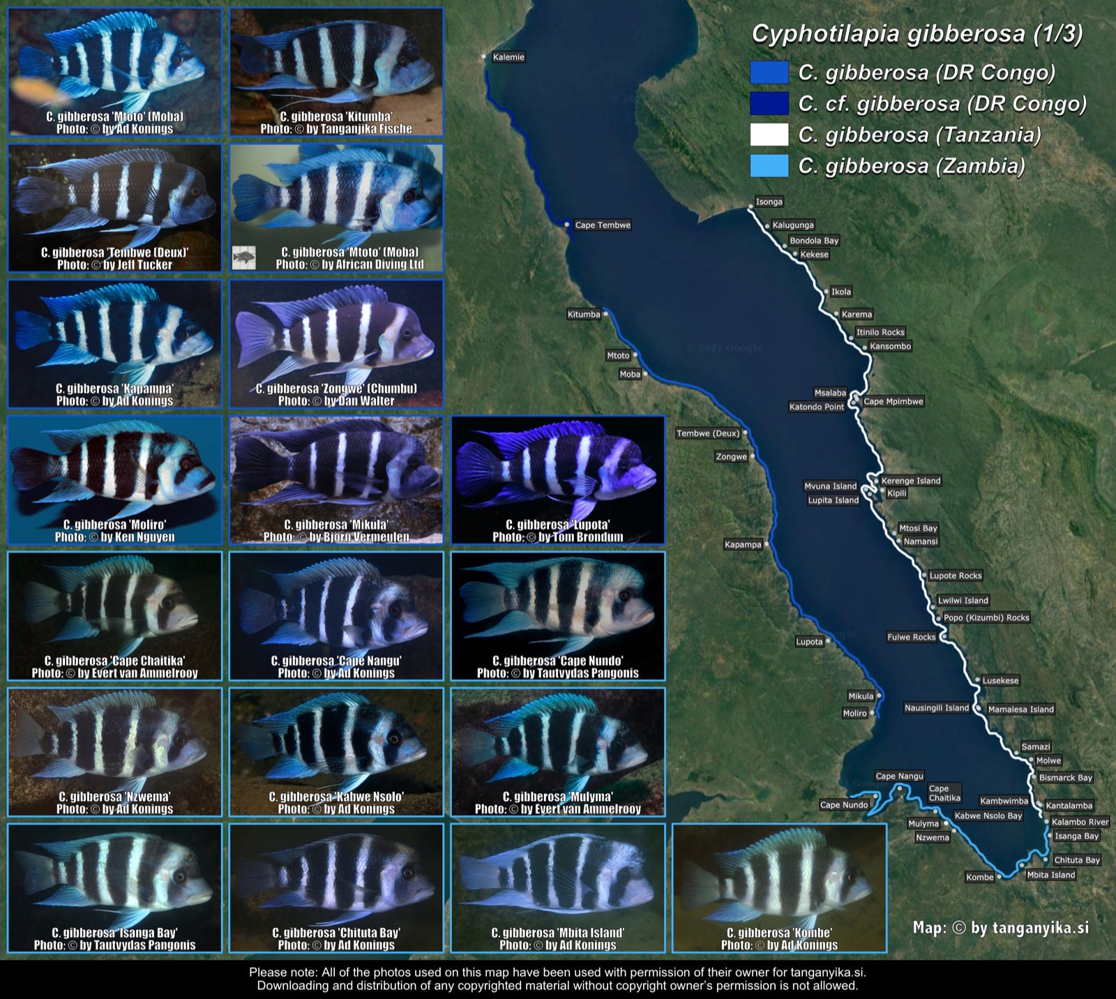 Cyphotilapia gibberosa (1/3) distribution map