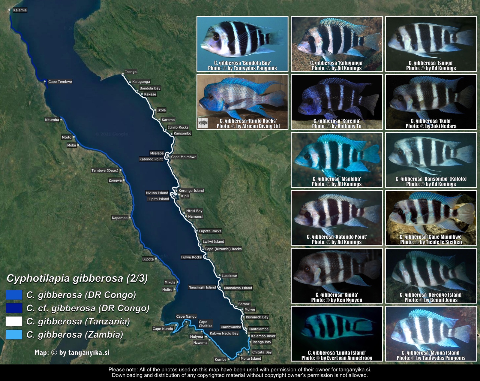 Cyphotilapia gibberosa (2/3) distribution map