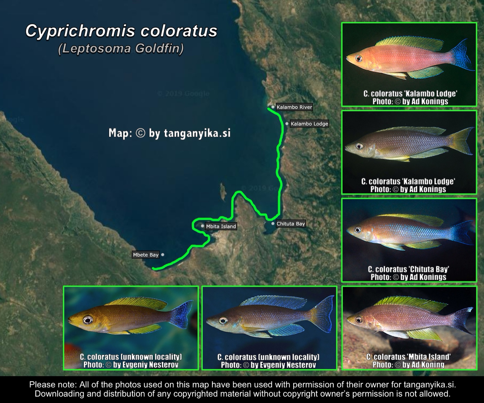 Cyprichromis coloratus distribution map