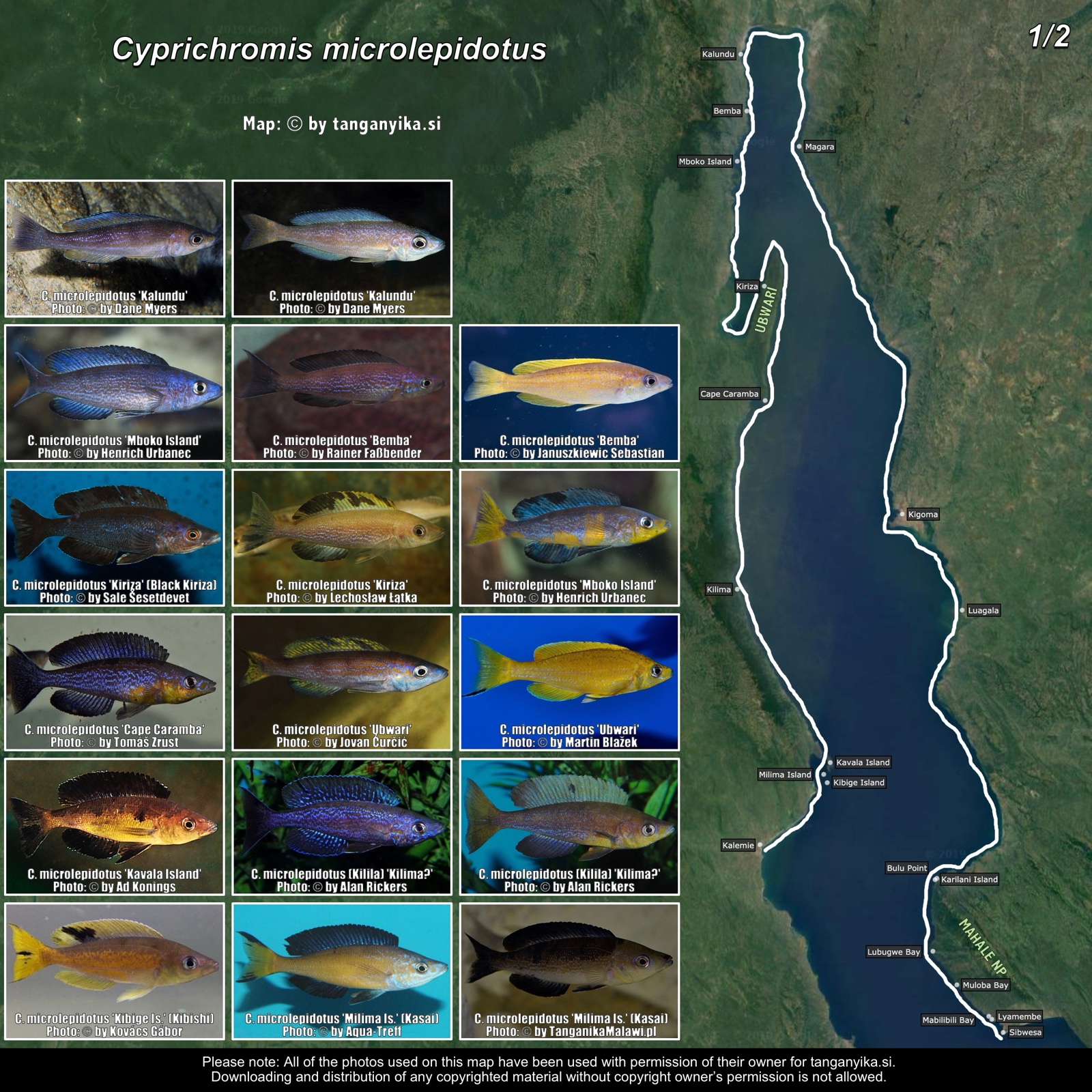Cyprichromis microlepidotus (1/2) distribution map