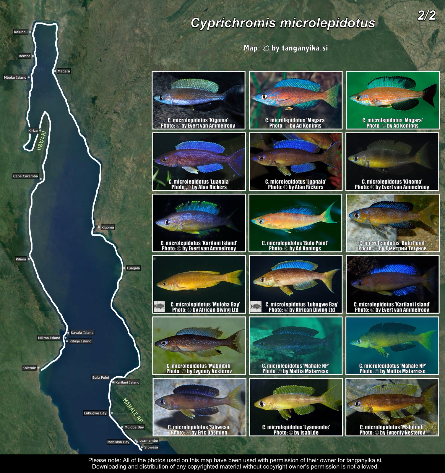 Cyprichromis microlepidotus (2/2) distribution map
