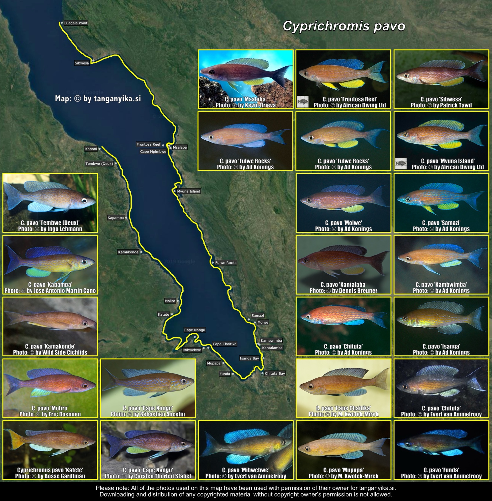 Cyprichromis pavo distribution map