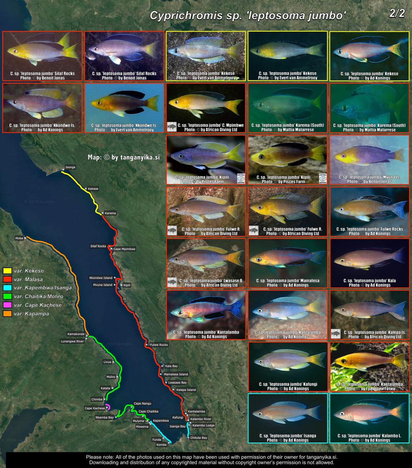Cyprichromis sp. 'leptosoma jumbo' (2/2) distribution map