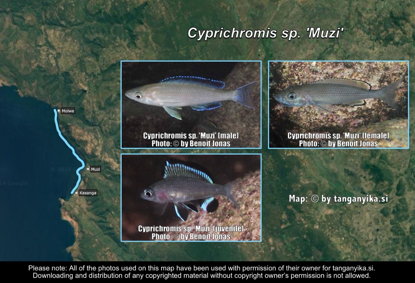 Cyprichromis sp. 'Muzi' distribution map