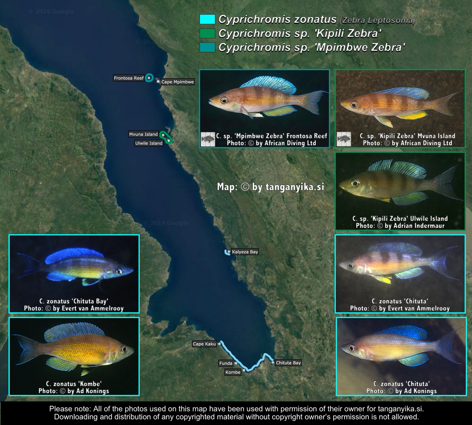 Cyprichromis zonatus, Cyprichromis sp. 'Kipili Zebra' & Cyprichromis sp. 'Mpimbwe Zebra' distribution map