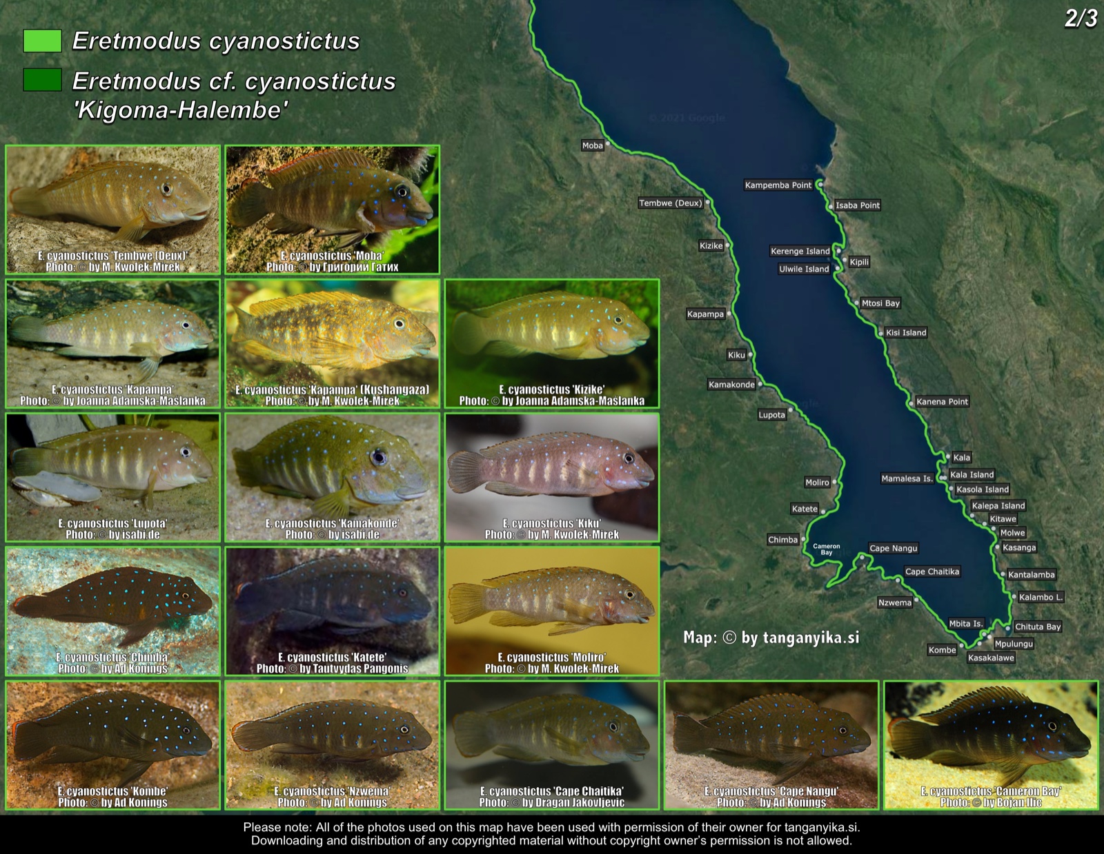 Eretmodus cyanostictus (2/3) distribution map