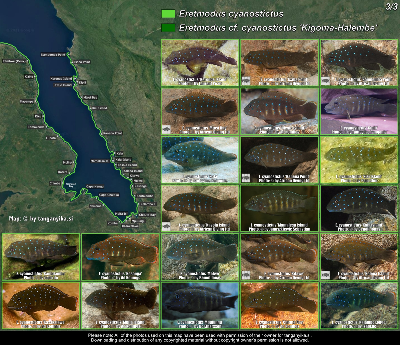 Eretmodus cyanostictus (3/3) distribution map