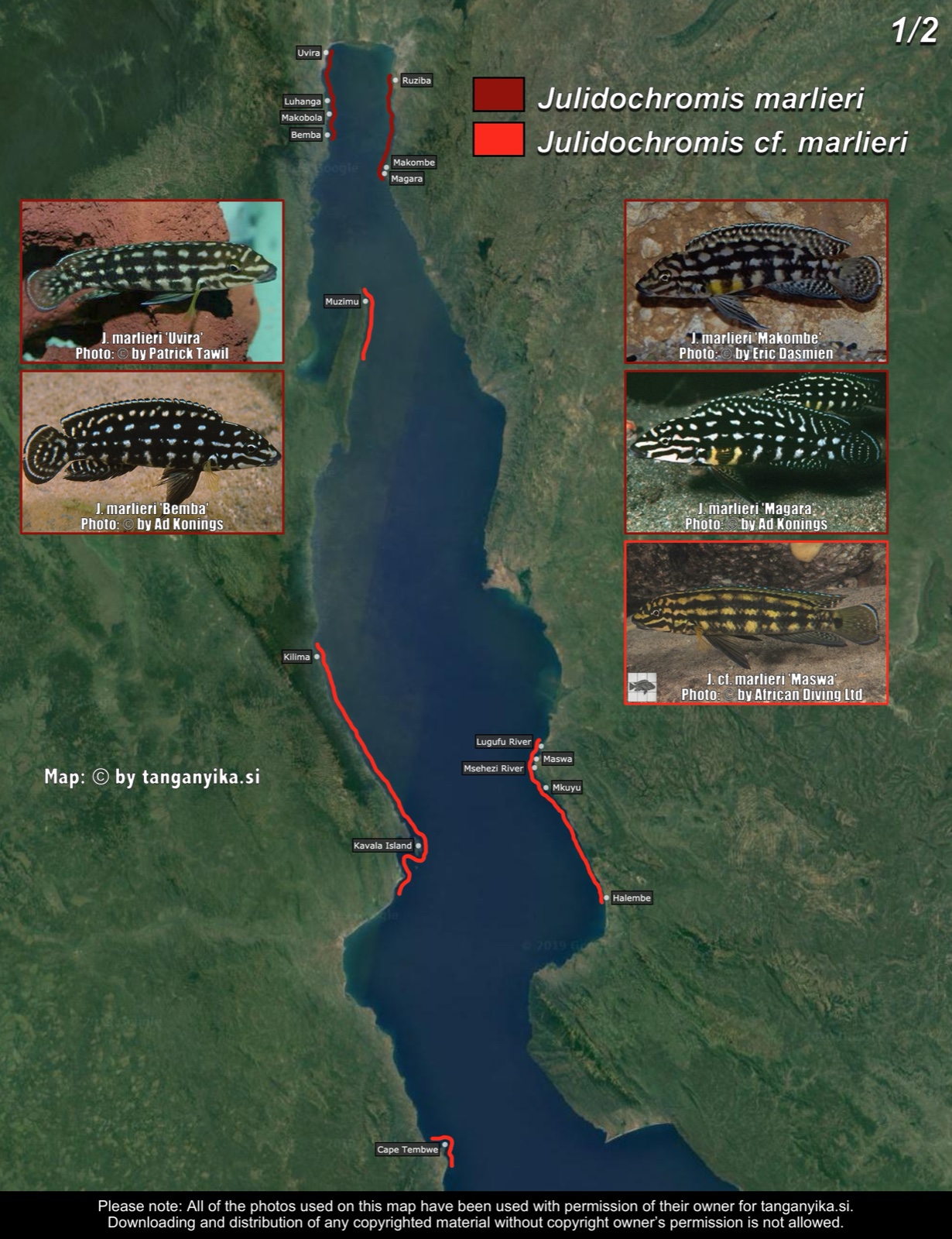 Julidochromis marlieri & Julidochromis cf. marlieri (1/2) distribution map