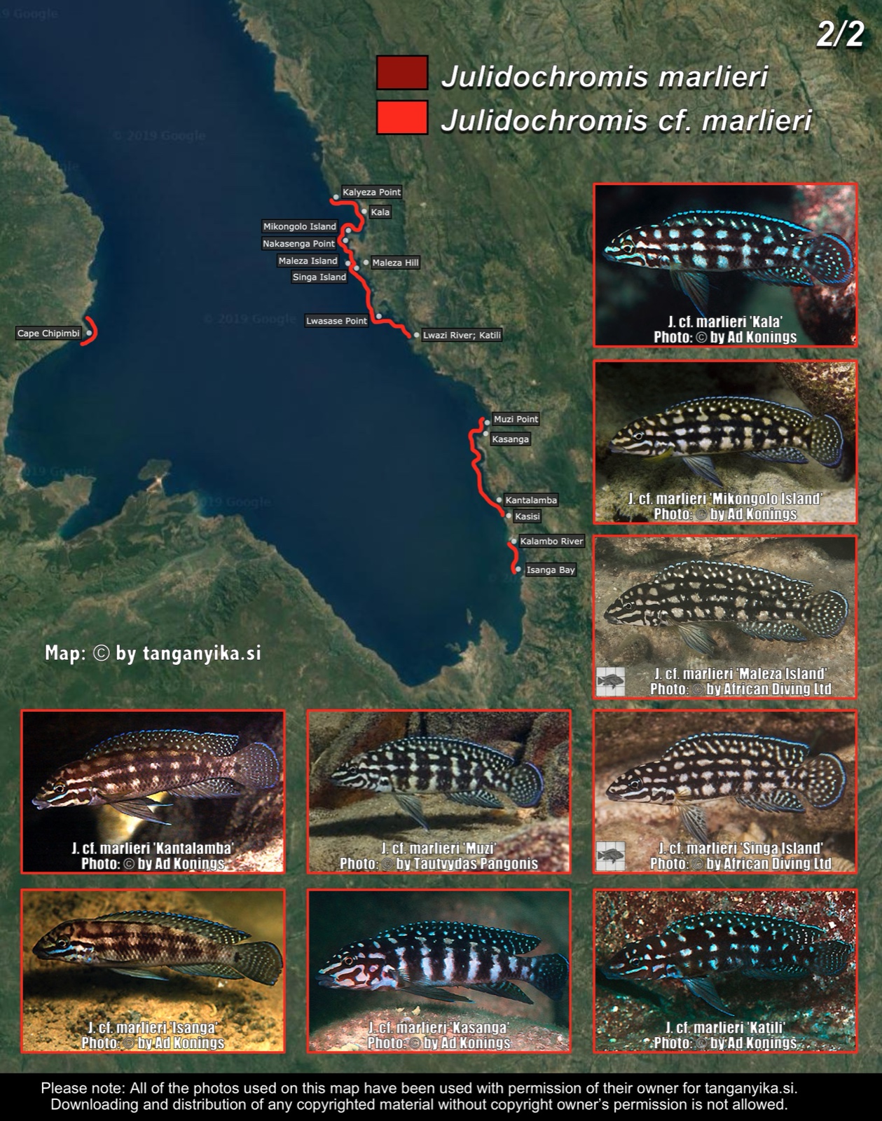 Julidochromis marlieri & Julidochromis cf. marlieri (2/2) distribution map