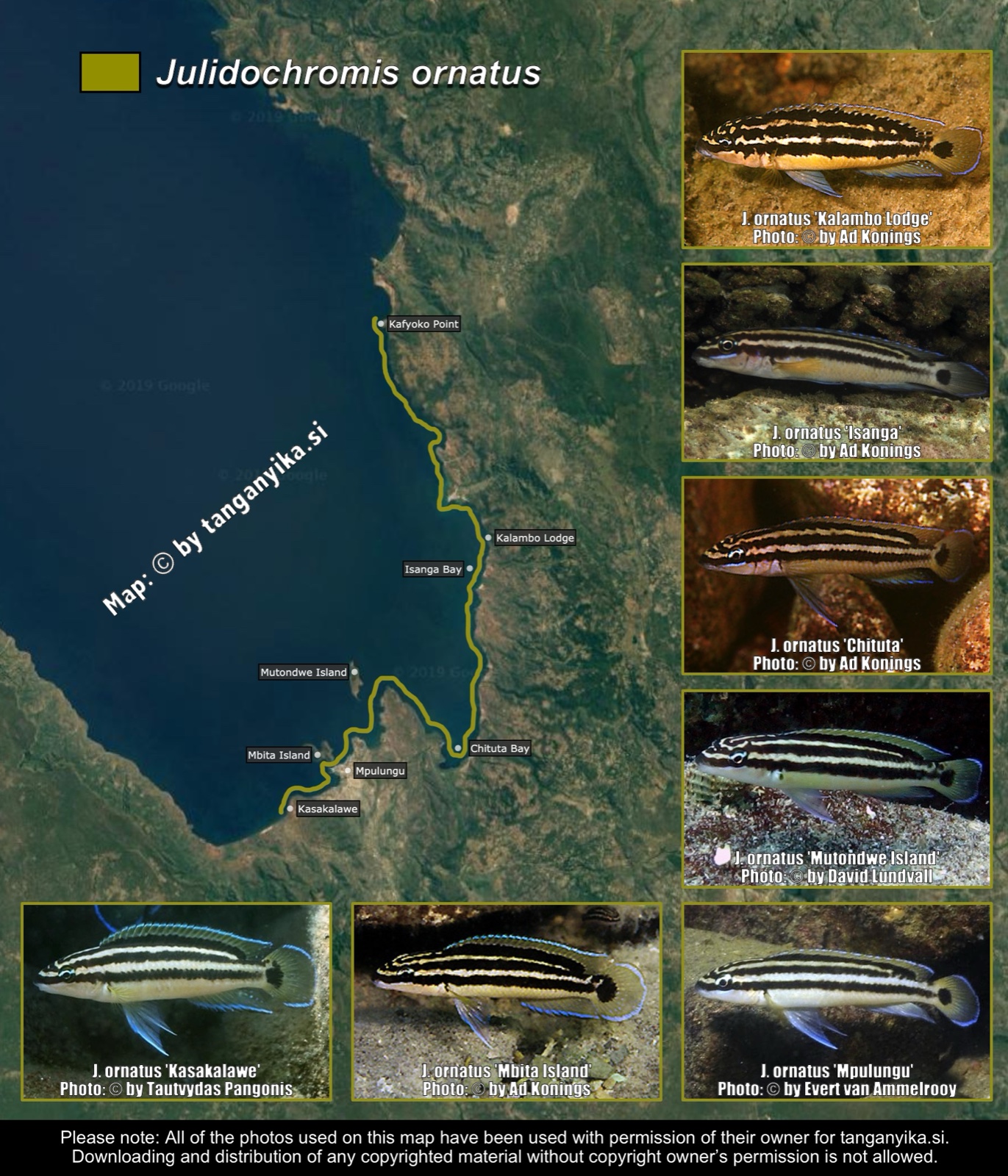 Julidochromis ornatus distribution map