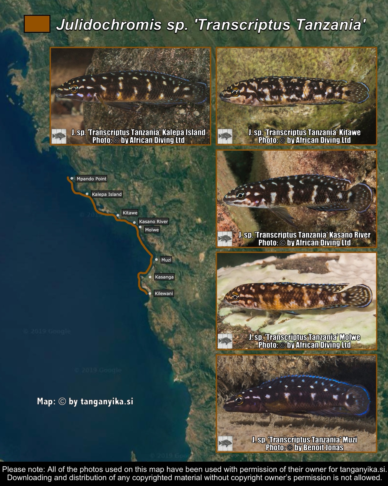 Julidochromis sp. 'Transcriptus Tanzania' distribution map