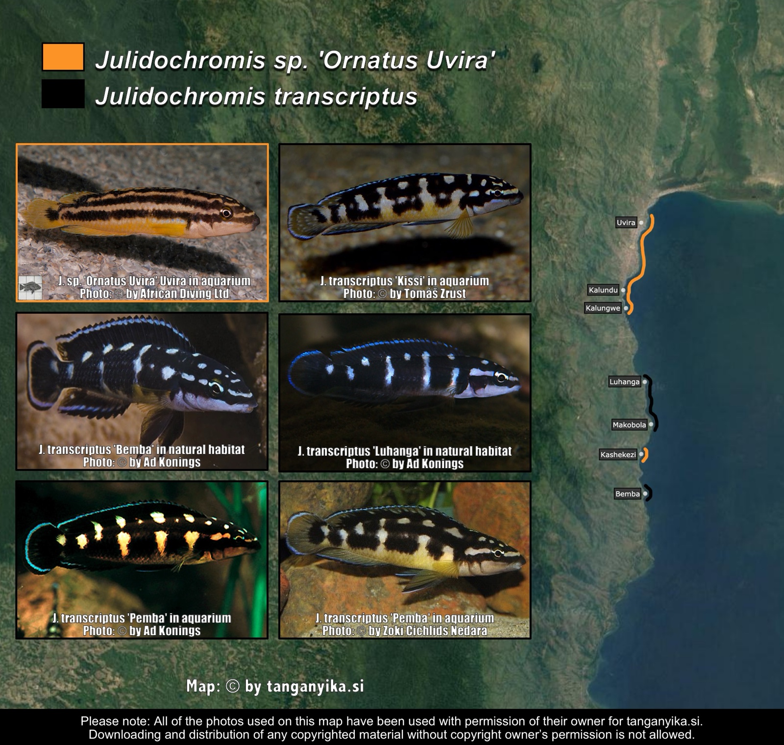 Julidochromis sp. 'Ornatus Uvira' & Julidochromis transcriptus distribution map