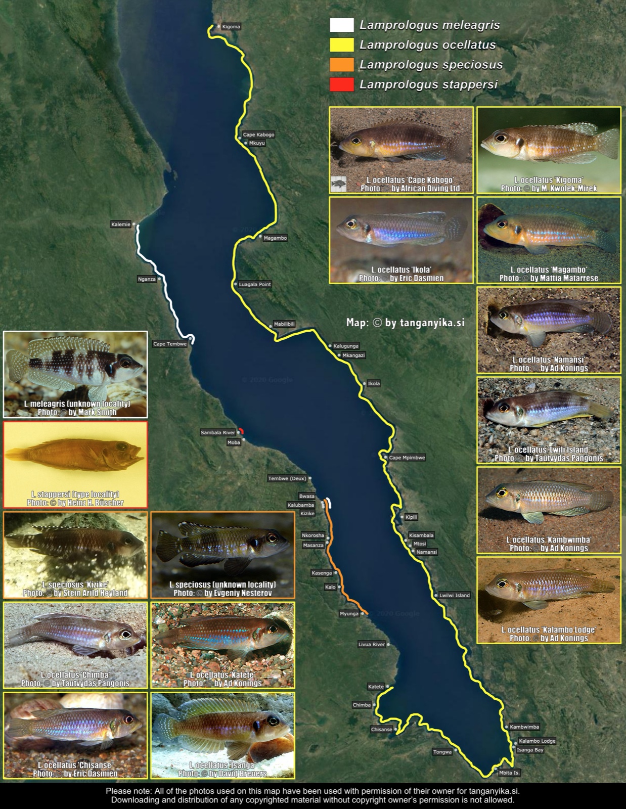 Lamprologus ocellatus and its look-alikes distribution map