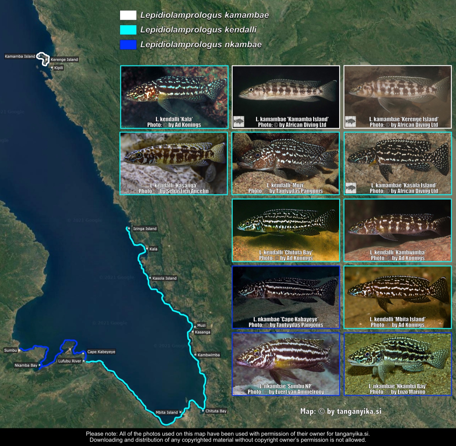 Lepidiolamprologus kamambae, L. kendalli & L. nkambae distribution map