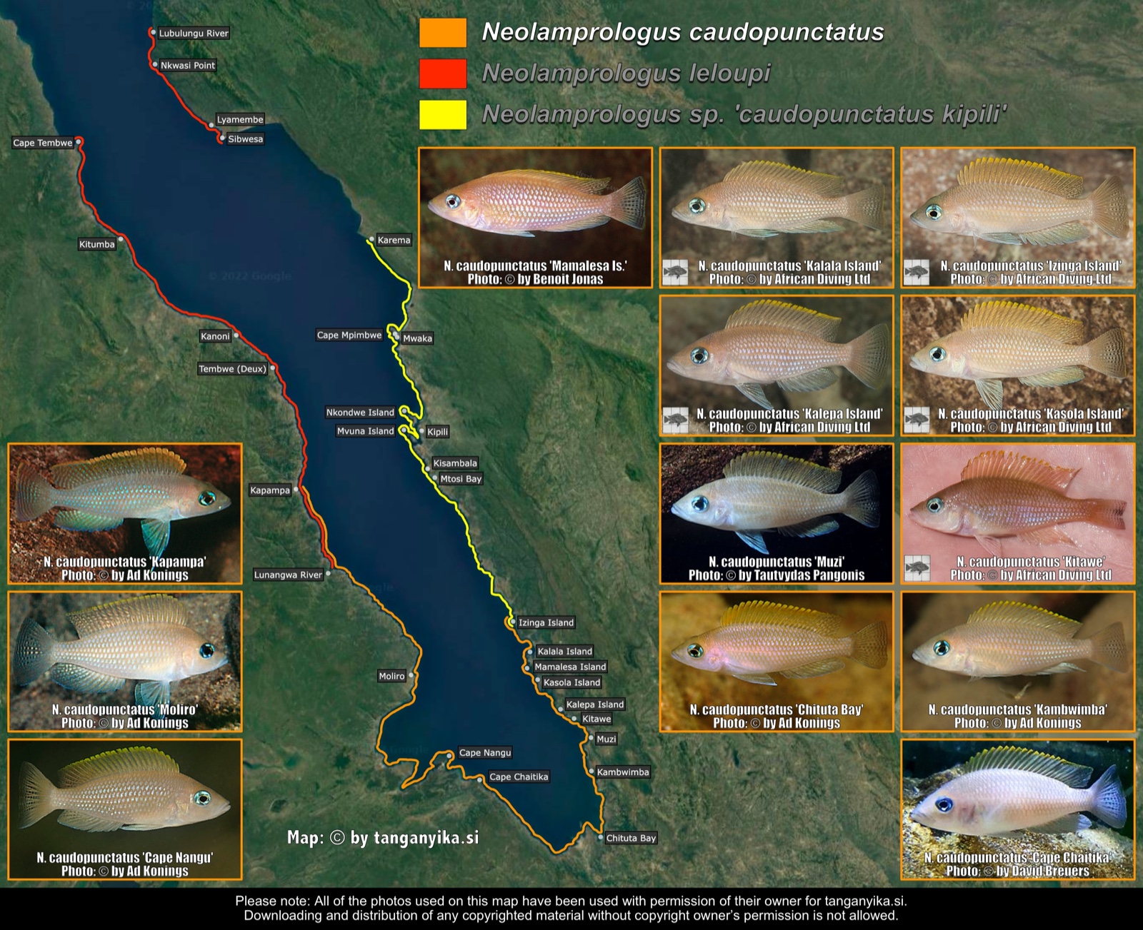Neolamprologus caudopunctatus distribution map