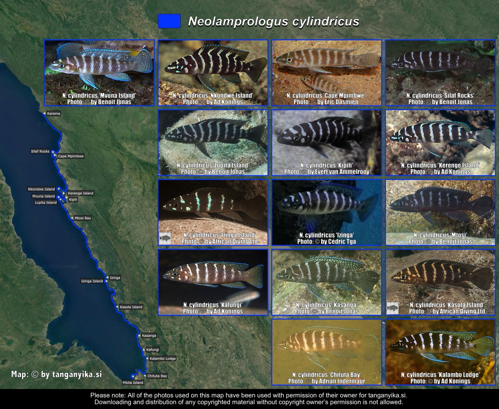 Neolamprologus cylindricus distribution map