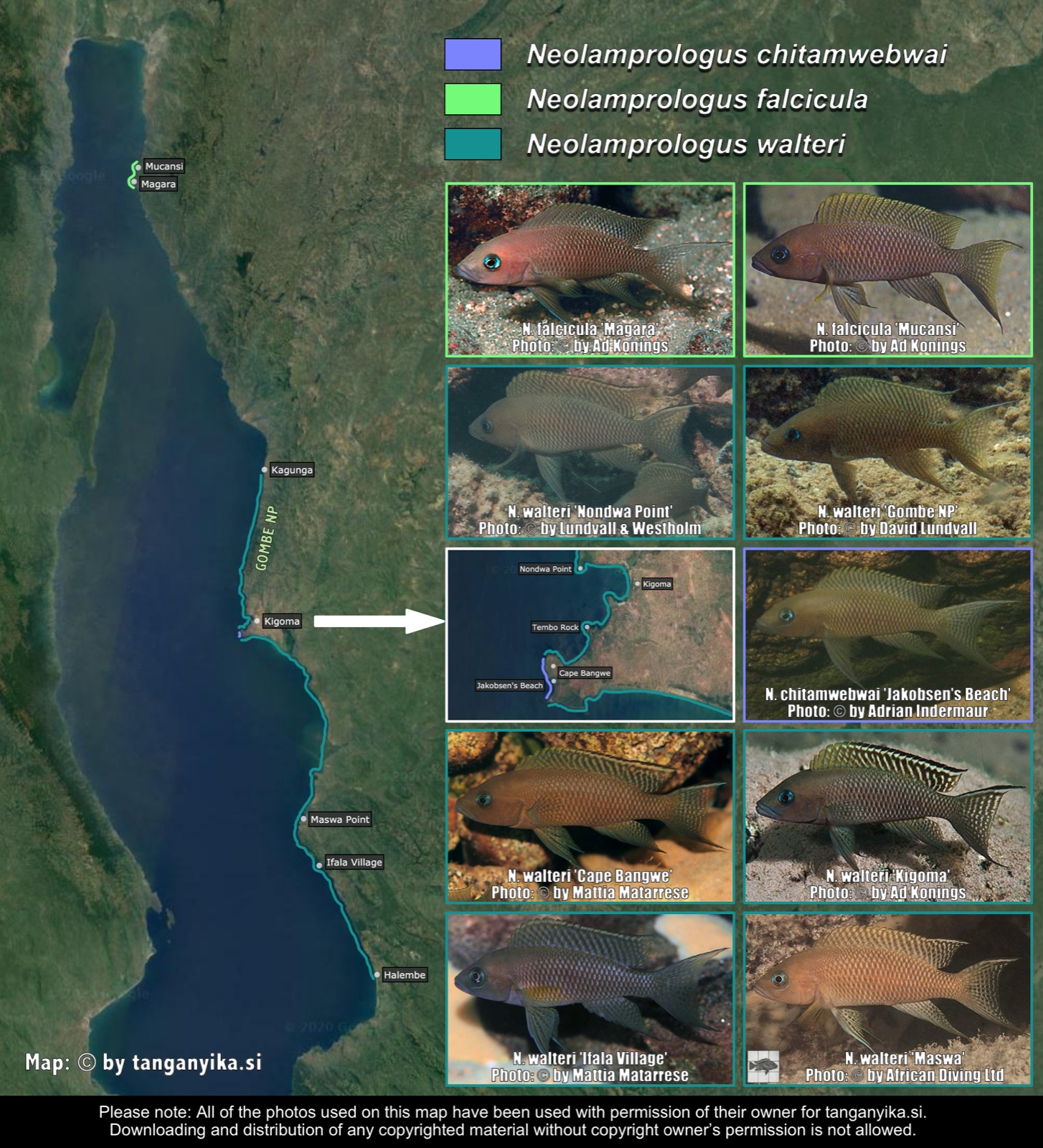 Neolamprologus chitamwebwai, Neolamprologus falcicula & Neolamprologus walteri distribution map