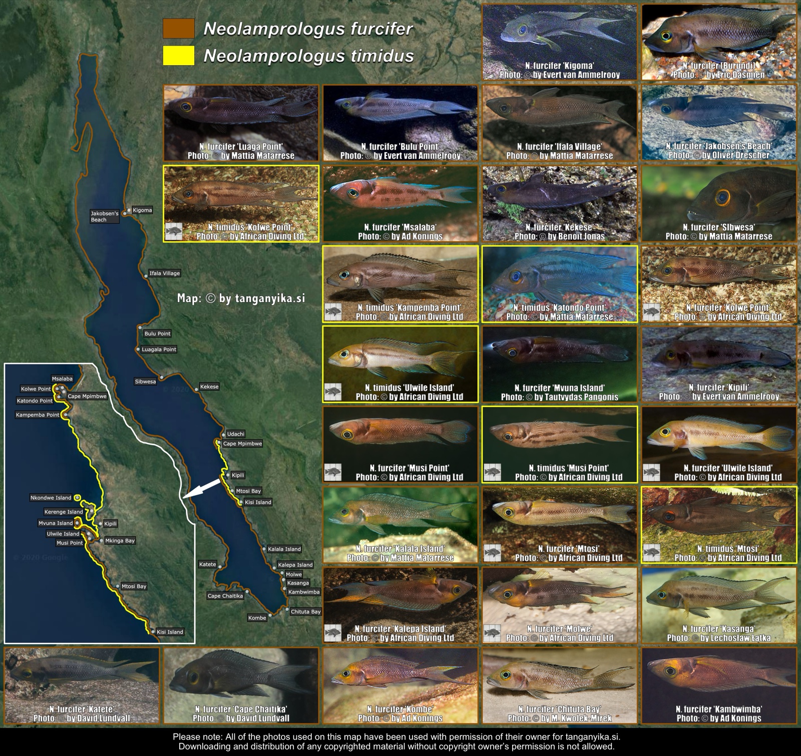Neolamprologus furcifer & Neolamprologus timidus distribution map