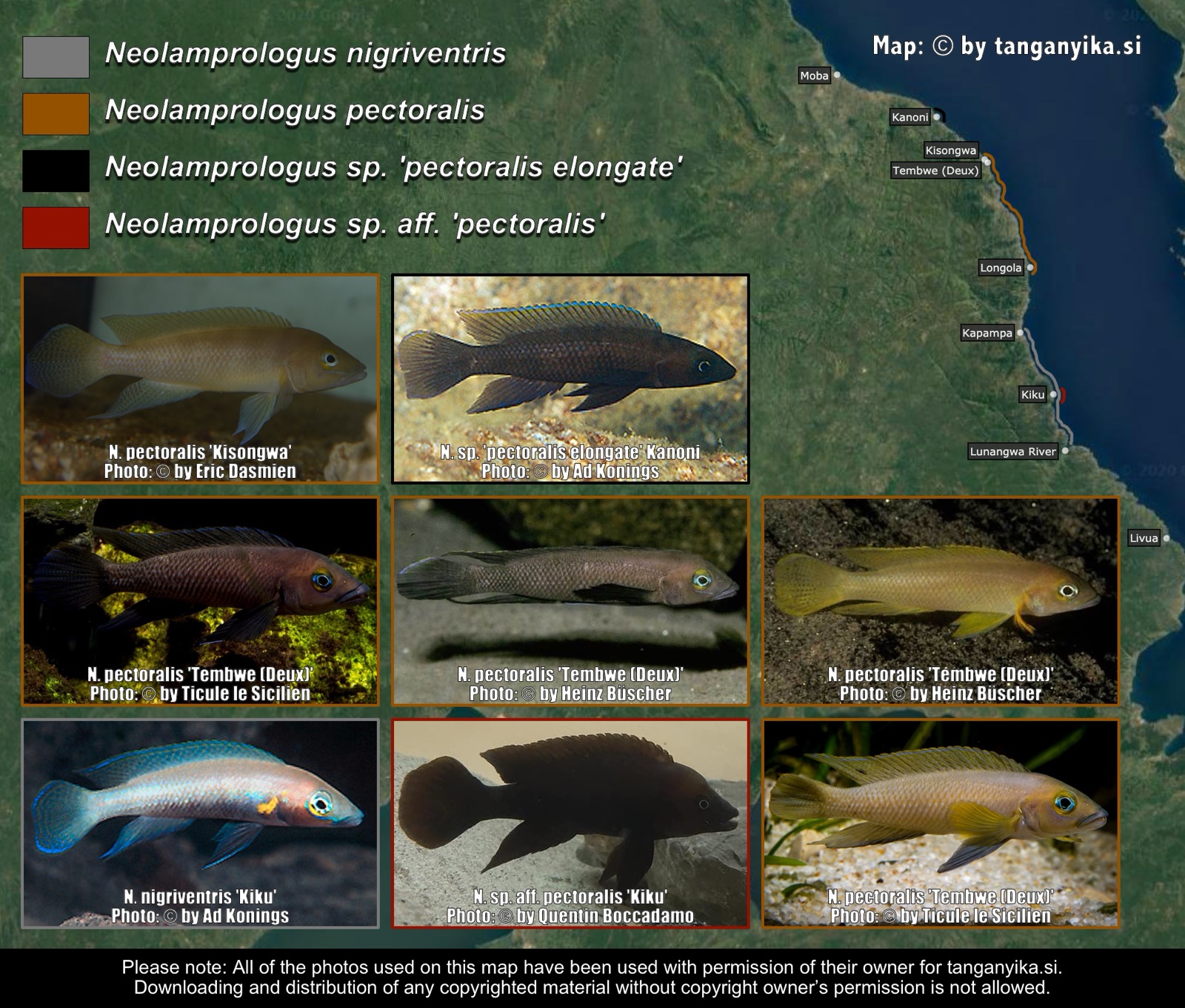 N. nigriventris, N. pectoralis & N. sp. 'pectoralis elongate' distribution map