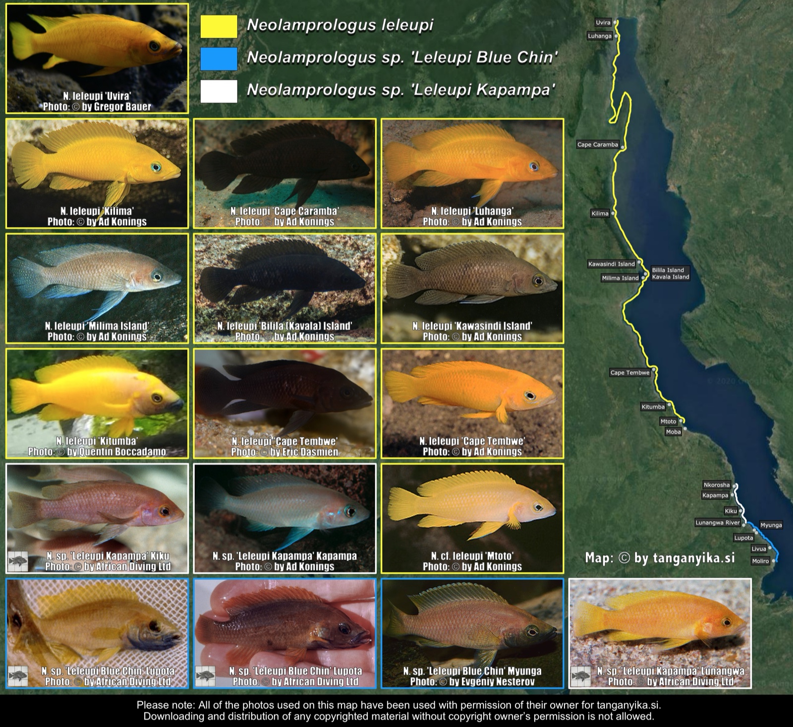 Neolamprologus leleupi distribution map