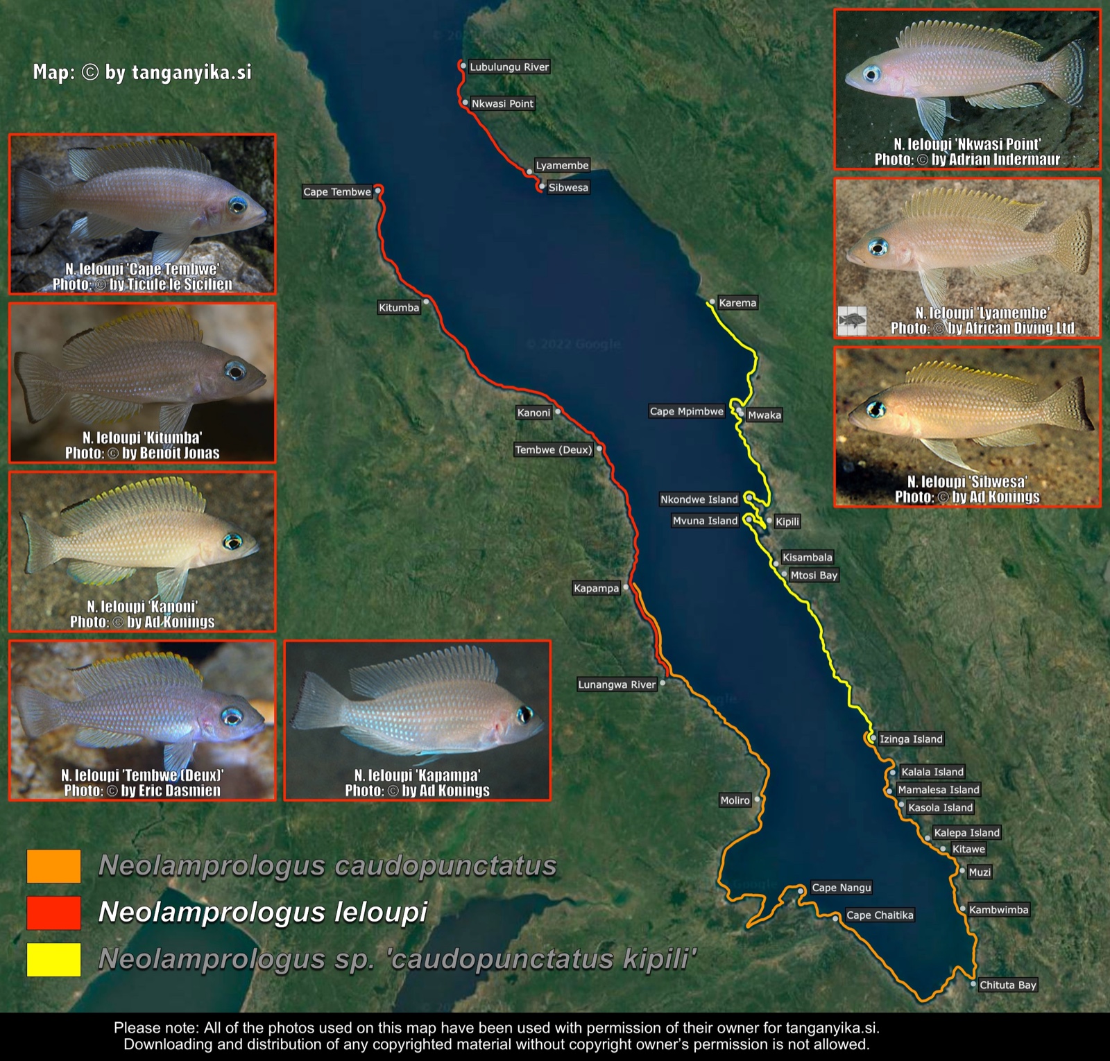 Neolamprologus leloupi distribution map