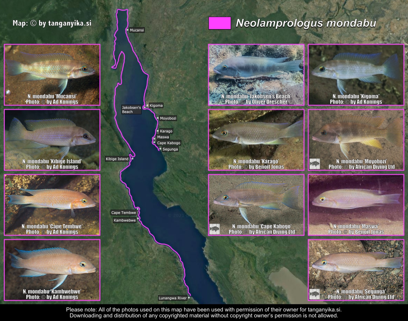 Neolamprologus mondabu distribution map