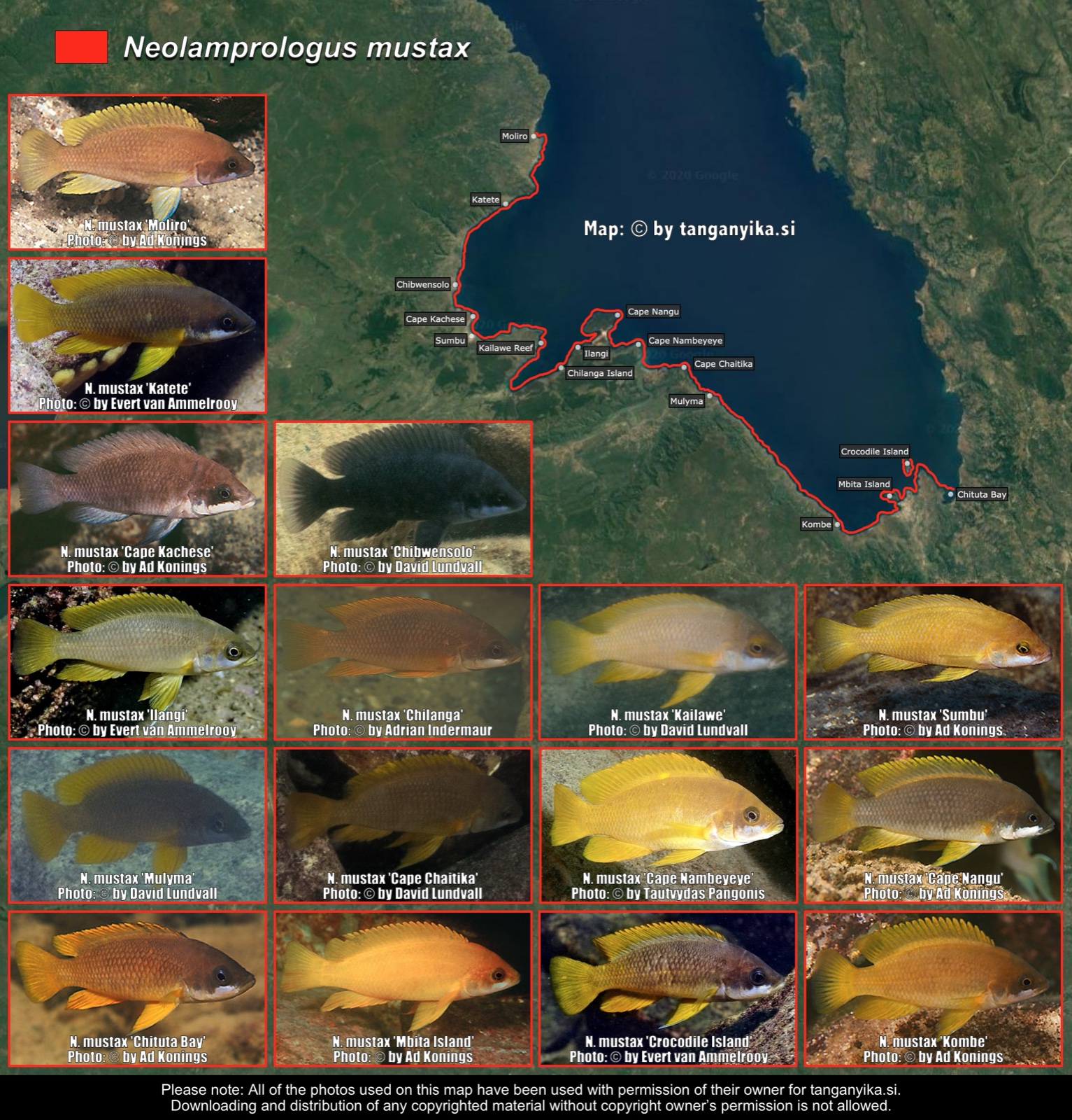Neolamprologus mustax distribution map