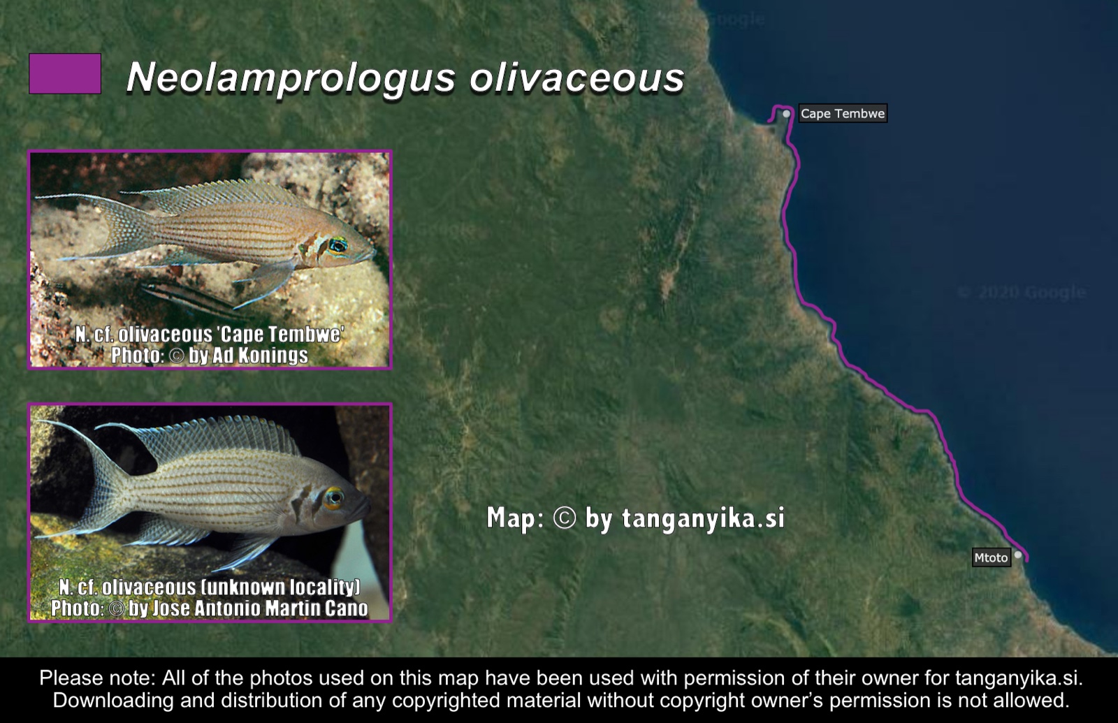 Neolamprologus olivaceous distribution map
