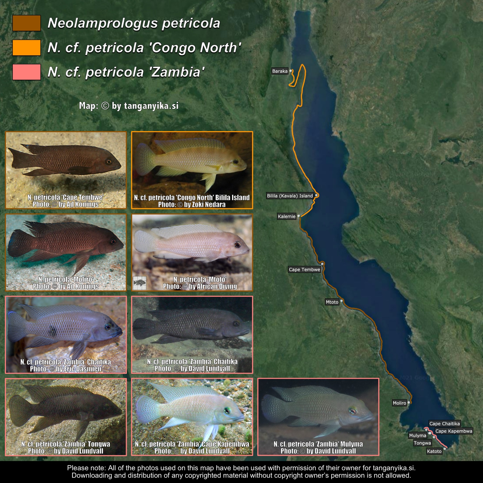 Neolamprologus petricola, N. cf. petricola 'Congo North' & N. cf. petricola 'Zambia' distribution map