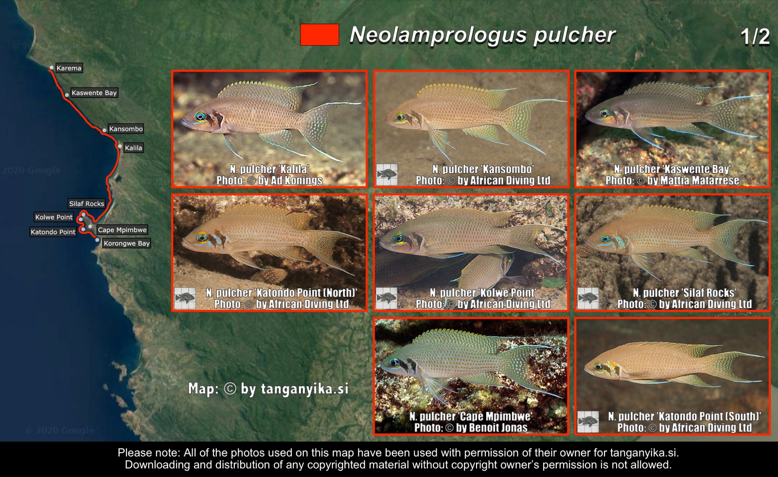 Neolamprologus pulcher (1/2) distribution map