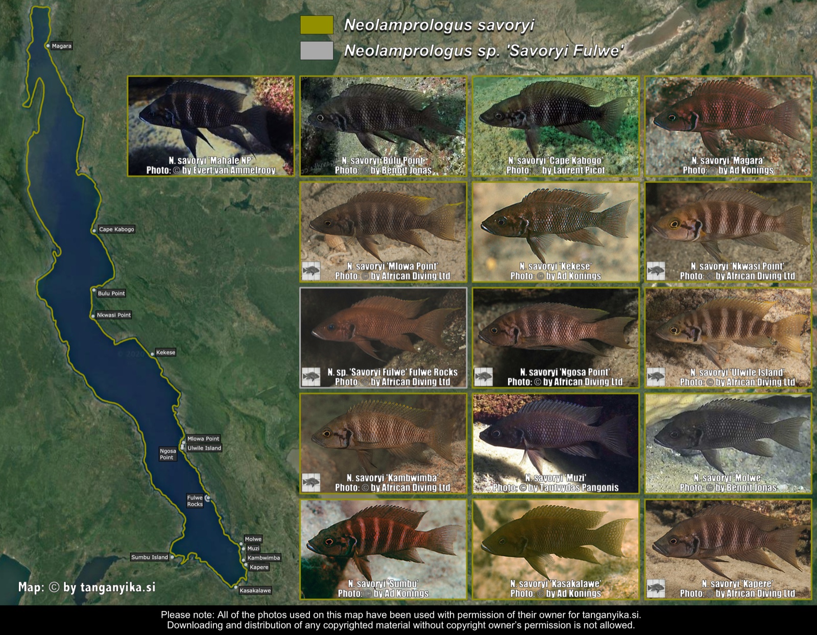 Neolamprologus savoryi distribution map