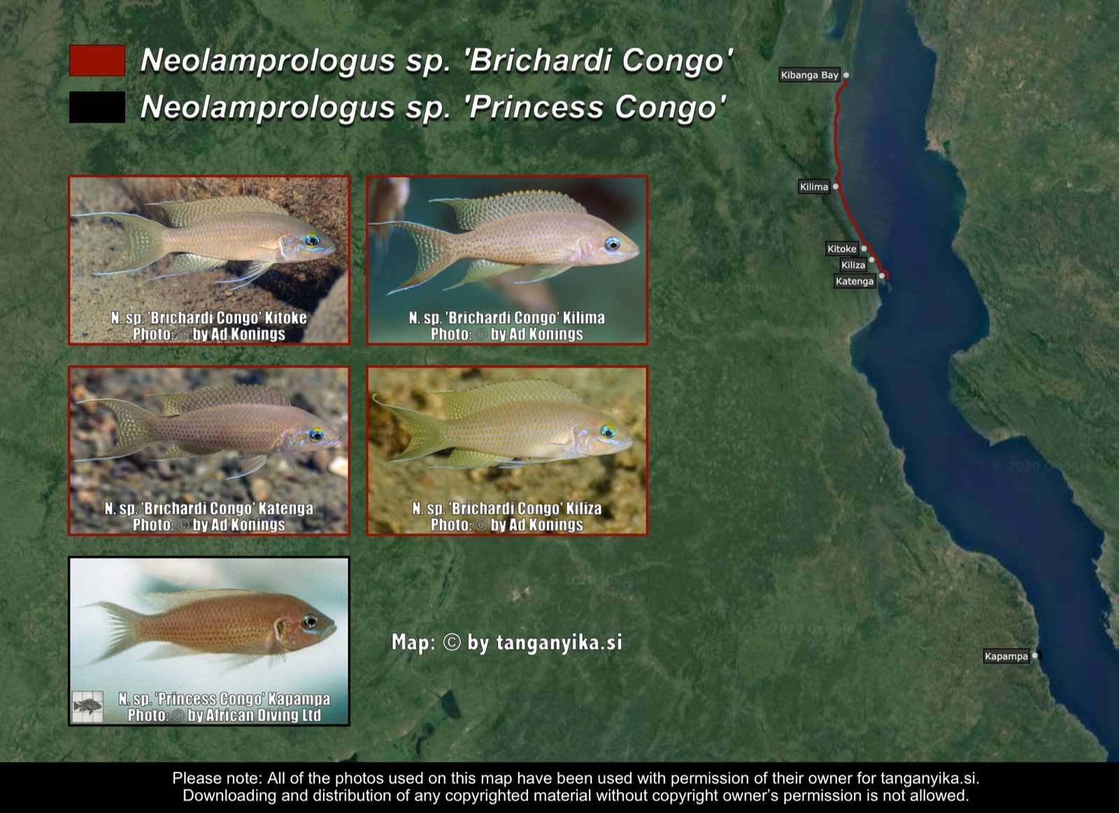 Neolamprologus sp. 'Brichardi Congo' & Neolamprologus sp. 'Princess Congo' distribution map