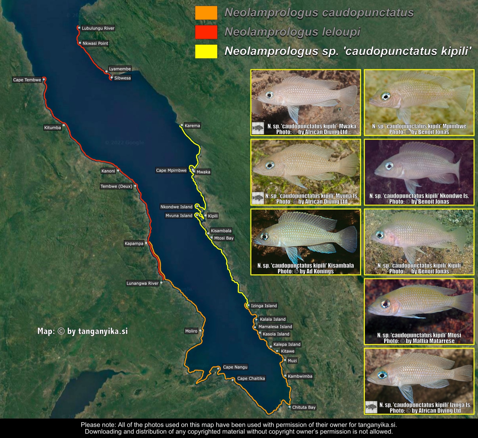Neolamprologus sp. 'caudopunctatus kipili' distribution map