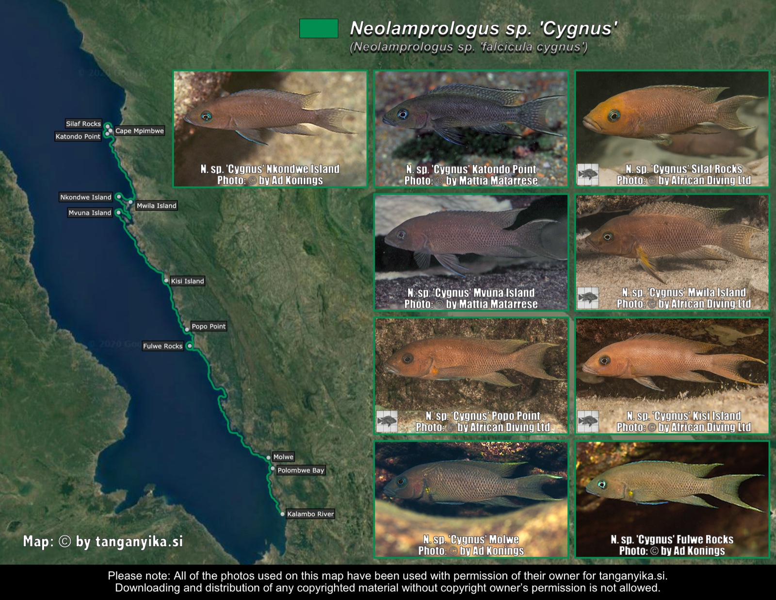 Neolamprologus sp. 'Cygnus' & Neolamprologus sp. 'falcicula cygnus' distribution map