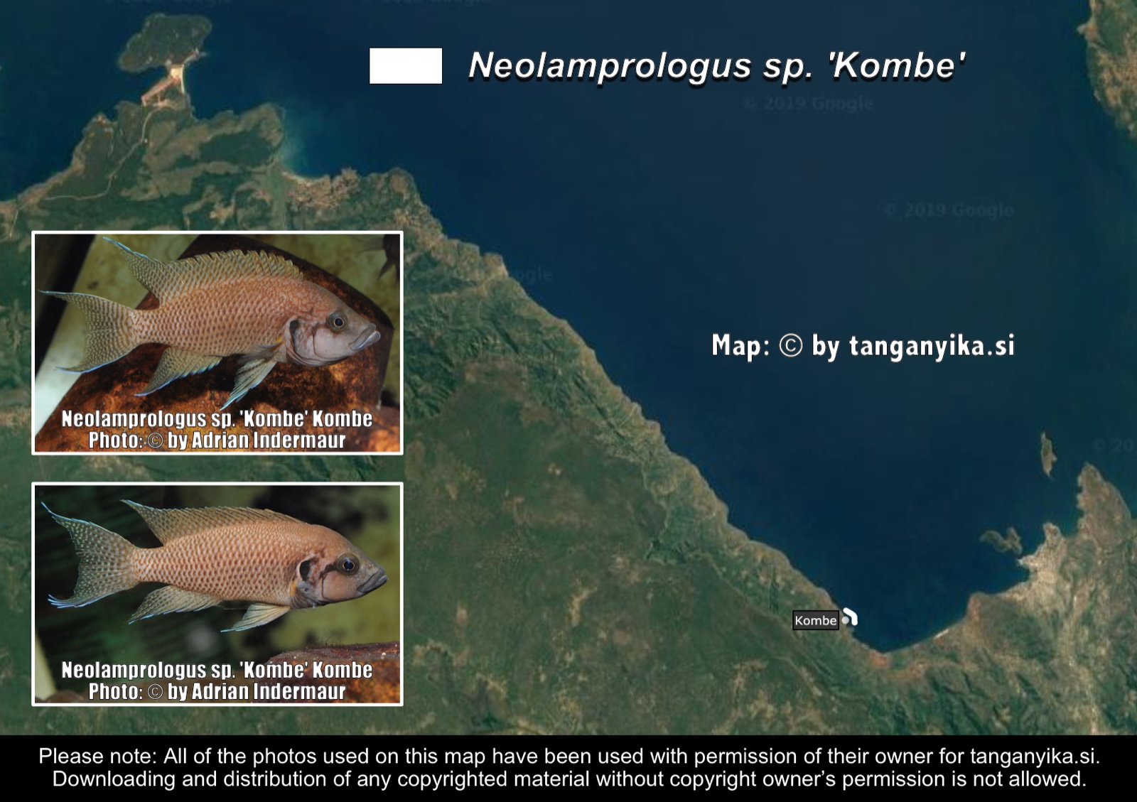 Neolamprologus sp. 'Kombe' distribution map