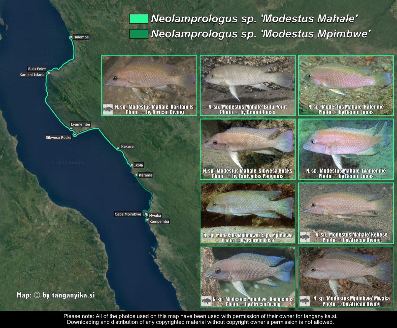 Neolamprologus sp. 'Modestus Mahale' & Neolamprologus sp. 'Modestus Mpimbwe' distribution map